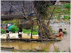 Floating garden at lake Tonle Sap