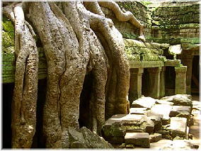 Giant roots inside Ta Prohm