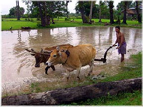 Working in the ricefield